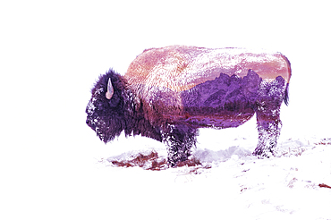 Double exposure of snow-covered Bison, Yellowstone National Park and Teton Range, Grand Teton National Park. Wyoming, United States of America