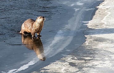 River otter (Lontra canadensis), standing on ice, with reflection, Yellowstone National Park, UNESCO World Heritage Site, Wyoming, United States of America, North America