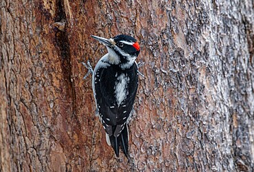 Hairy woodpecker (Leuconotopicus villosus), perched on tree trunk, Yellowstone National Park, UNESCO World Heritage Site, Wyoming, United States of America, North America