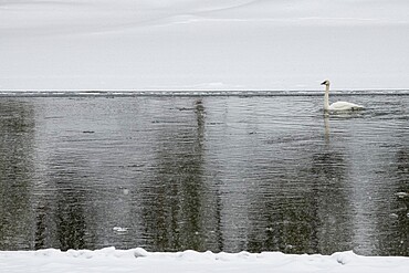 Trumpeter swan in river, Yellowstone National Park, UNESCO World Heritage Site, Wyoming, United States of America, North America