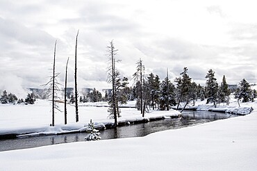 Snowscape of winding river and trees, Yellowstone National Park, UNESCO World Heritage Site, Wyoming, United States of America, North America