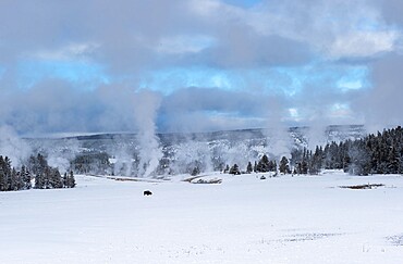 Lone American bison with steaming thermal features in the snow, Yellowstone National Park, UNESCO World Heritage Site, Wyoming, United States of America, North America