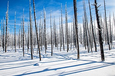 Trees and shadows in the snow, Yellowstone National Park, UNESCO World Heritage Site, Wyoming, United States of America, North America