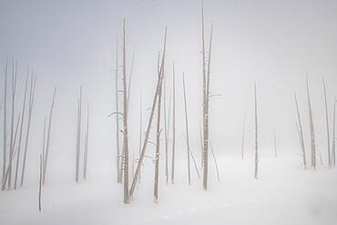 Snowscape trees in the fog, Yellowstone National Park, UNESCO World Heritage Site, Wyoming, United States of America, North America