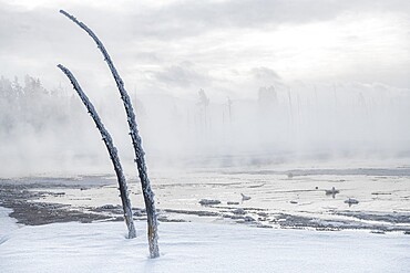 Dead trees in a snowscape with fog, Yellowstone National Park, UNESCO World Heritage Site, Wyoming, United States of America, North America