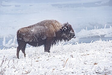 Frozen bison (Bison bison), sticking out tongue, Yellowstone National Park, UNESCO World Heritage Site, Wyoming, United States of America, North America