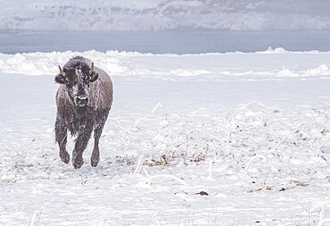 Frozen bison (Bison bison), running across snow, Yellowstone National Park, UNESCO World Heritage Site, Wyoming, United States of America, North America