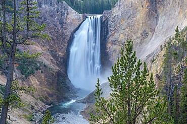 Lower Falls of the Grand Canyon framed in trees, Yellowstone National Park, UNESCO World Heritage Site, Wyoming, United States of America, North America