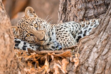 Young leopard resting in a tree, South Luangwa National Park, Zambia, Africa