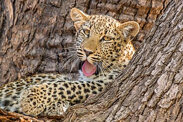 Young leopard (Panthera pardus), yawning in a tree, South Luangwa National Park, Zambia, Africa