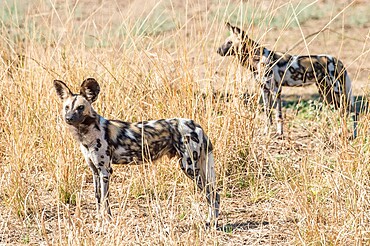 African wild dogs (Lycaon pictus), in the brush, South Luangwa National Park, Zambia, Africa