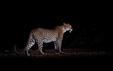 Leopard at night (Panthera pardus), South Luangwa National Park, Zambia, Africa