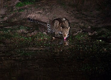 Leopard drinking at night (Panthera pardus), South Luangwa National Park, Zambia, Africa