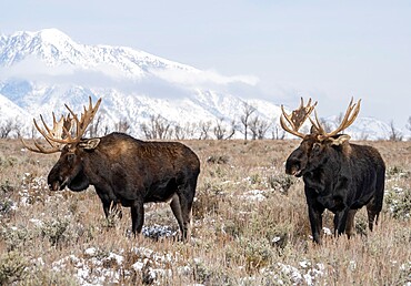 Two bull moose (Alces alces) standing in front of Teton Range, Grand Teton National Park, Wyoming, United States of America, North America