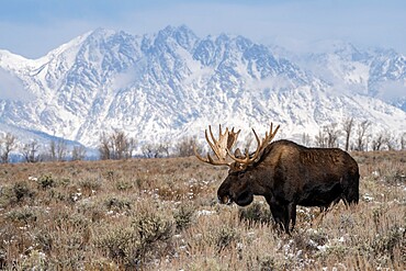 Bull moose (Alces alces), standing in front of Teton Range, Grand Teton National Park, Wyoming, United States of America, North America