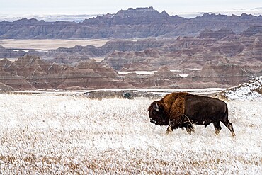 American Bison (Bison Bison) walking in the snow in the Badlands, Badlands National Park, South Dakota, United States of America, North America