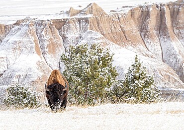 American Bison (Bison Bison) in the snow in the Badlands, Badlands National Park, South Dakota, United States of America, North America