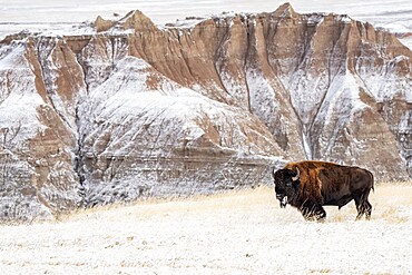 Profile of American Bison (Bison Bison) in the snow in the Badlands, Badlands National Park, South Dakota, United States of America, North America