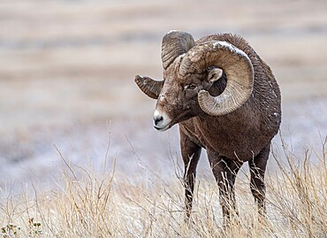 Bighorn sheep (Ovis canadensis) close up, Badlands National Park, South Dakota, United States of America, North America