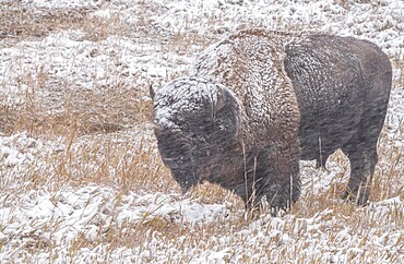 American bison (Bison Bison) in a driving snow storm, Badlands National Park, South Dakota, United States of America, North America