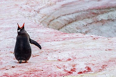 Gentoo penguin (Pygoscelis papua) vocalizing on snow with red algae, Antarctica, Polar Regions