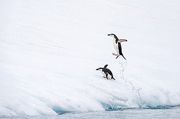 Chinstrap penuin jumping out of water, Antarctica, Polar Regions