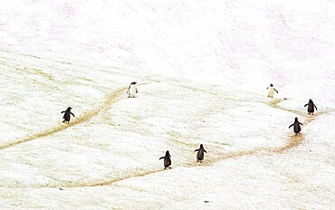 Gentoo penguins marching on trails through the ice, Antarctica, Polar Regions