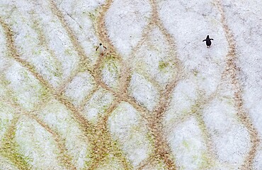 Penguins walking on paths to and from the ocean, Antarctica, Polar Regions