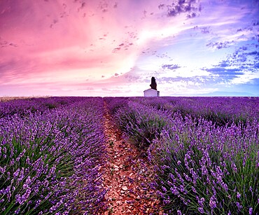 Sunrise in a lavender field with a small cottage and a tree, Valensole, Alpes-de-Haute-Provence, Provence, France, Europe