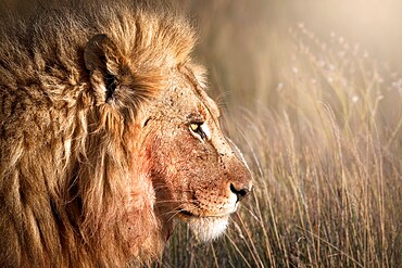 Head shot of a male lion (Panthera leo), Namibia, Africa