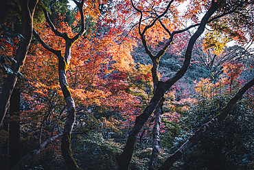 Autumn colors in Kiyomizu-dera Buddhist temple garden, Kyoto, UNESCO World Heritage Site, Honshu, Japan, Asia