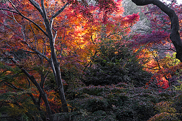 Autumn colors in Kiyomizu-dera Buddhist temple garden, Kyoto, UNESCO World Heritage Site, Honshu, Japan, Asia