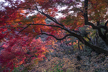 Autumn colors in Kiyomizu-dera Buddhist temple garden, Kyoto, UNESCO World Heritage Site, Honshu, Japan, Asia