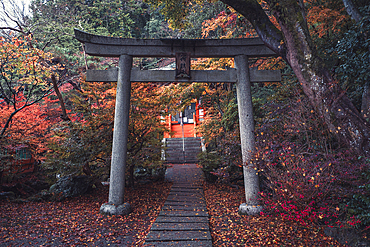 A torii gate in Bishamon-do Buddhist temple with autumn colors, Kyoto, Honshu, Japan, Asia