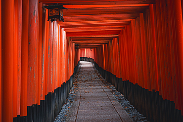 The red Torii Gates tunnel at Fushimi Inari Taisha shrine in Kyoto, Honshu, Japan, Asia