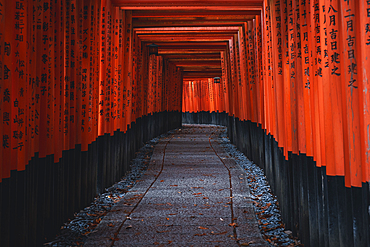 The red Torii Gates tunnel at Fushimi Inari Taisha shrine in Kyoto, Honshu, Japan, Asia