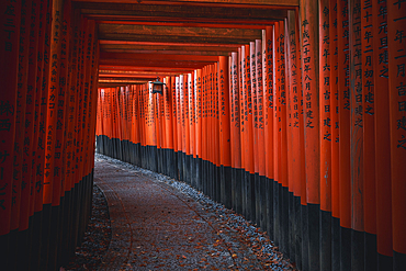 The red Torii Gates at Fushimi Inari Taisha shrine in Kyoto, Honshu, Japan, Asia