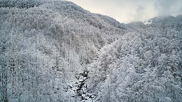 Beech forest covered by snow in a pristine winter landscape, Parco Regionale del Corno alle Scale, Emilia Romagna, Italy, Europe