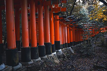 The red Torii Gates at Fushimi Inari Taisha shrine in Kyoto, Honshu, Japan, Asia