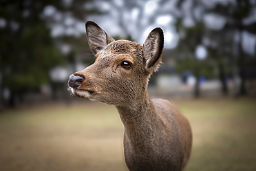 A close-up photo capturing the details of a deer with a blurred background, Nara, Honshu, Japan, Asia