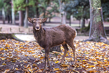 A deer stands amidst a dense forest in Nara, Honshu, Japan, Asia