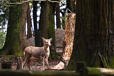 A deer stands amidst the lush greenery of the Nara forest, Nara, Honshu, Japan, Asia