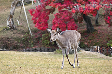 A deer stands confidently on top of a lush grass-covered field in Nara, Honshu, Japan, Asia