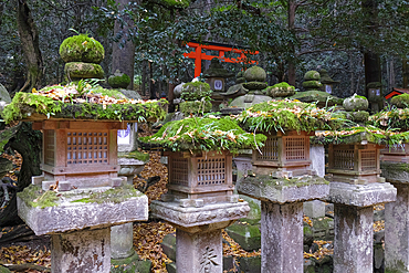 A group of stone lanterns covered in moss, adding a touch of ancient charm to the surroundings, Nara, Honshu, Japan, Asia