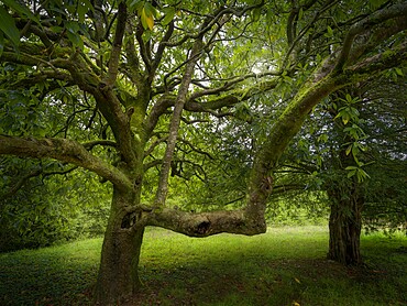 Ancient magnolia tree, Brittany, France, Europe