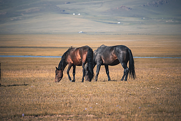 Horses grazing peacefully in the vast grasslands in Song-Kol Lake in Kyrgyzstan during a sunny day