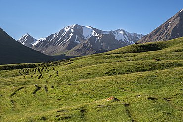 Expansive green landscape at Kol Ukok Lake with majestic mountains in the background under a clear blue sky, Kyrgyzstan, Central Asia, Asia