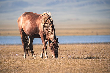 A brown horse grazing peacefully by Song-Kol Lake in serene landscape on a sunny day, Kyrgyzstan, Central Asia, Asia