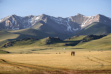 Expansive landscape of Song-Kol Lake area with grazing horses under majestic mountains, Kyrgyzstan, Central Asia, Asia