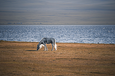 A beautiful gray horse grazes on the sunlit grass near the serene waters of Song-Kol Lake in Kyrgyzstan.